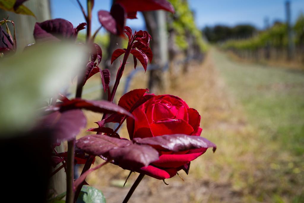 Margrain Vineyard Villas Martinborough Exterior photo